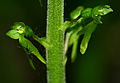 Listera ovata - flowers.jpg