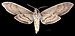 Sphinx leucophaeata MHNT CUT 2010 0 475 - Sonora, Mexique - female ventral.jpg