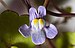 (MHNT) Cymbalaria muralis - flower.jpg