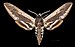 Sphinx drupiferarum MHNT CUT 2010 0 478 Jersey City, Hudson Co, New Jersey - male dorsal.jpg