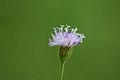 Mexican grass flower macro.jpg