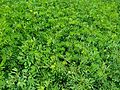 Field of green leafy plants.jpg