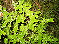 Lobaria pulmonaria - Echte Lungenflechte 2.jpg