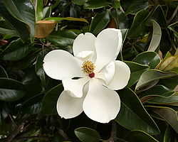Magnolia grandiflora - flower 1.jpg