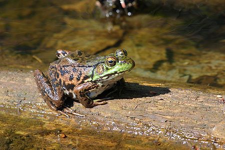 North American Green Frog, female.