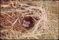 Nest in prairie grasses on a ranch in the Powder River Basin, 06-1973 (7065916655).jpg