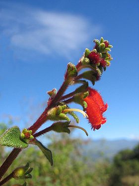 Near Orosí, Costa Rica