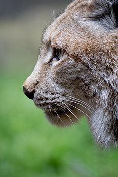 Lynx lynx - 05.jpg