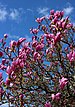 Magnolia liliiflora 2021 G1.jpg