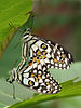 Papilio demoleus ALT by kadavoor.jpg