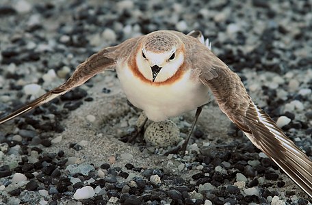 Photograph of the Near-threatened Chestnut-banded Plover from Botswana