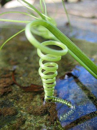 Tendril of an unidentified climber plant near Orosí, Costa Rica