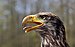 Juvenile Bald Eagle (head).jpg