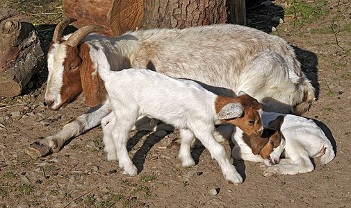 Boer goat with two kids