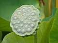 Nelumbo Nucifera fruit - botanic garden Adelaide (trypophobia B).jpg