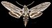 Sphinx libocedrus MHNT CUT 2010 0 476 - Yavapai Co Arizona - male dorsal.jpg