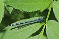 Variable damselfly (Coenagrion pulchellum) female blue form Estonia.jpg