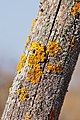 Lichens on a wooden fence post 2015-04-10 HBP.jpg
