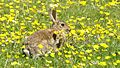 Rabbit (Oryctolagus cuniculus) (3).jpg