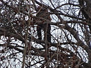 Anti-abortion protester in tree, close zoom; 2013 US Presidential Inauguration.JPG