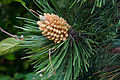Pinus nigra Pollen cone HBP 2011-06-06.jpg