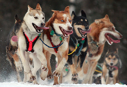 Ceremonial start of the Iditarod dog sled race
