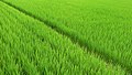 Rice field in Tehsil Chunian, Punjab, Pakistan - panoramio (7).jpg