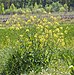 (MHNT) Brassica napus - Habit.jpg