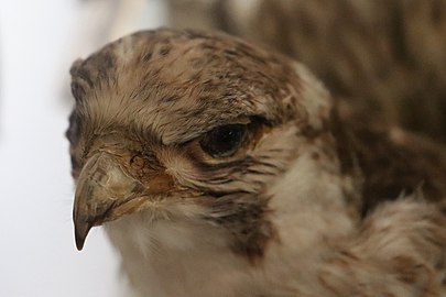 Unidentified taxidermied hawk