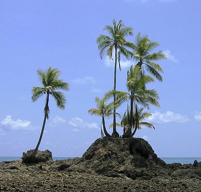 Palm trees at the Parque Nacional Corcovado, Costa Rica