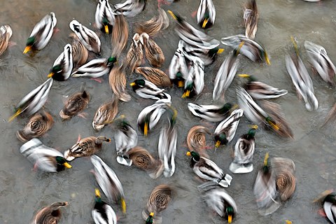 Flock of Anas platyrhynchos ducks