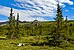 Spruce trees, tors and caribou antlers at Wolf Creek campsite, Ivvavik National Park, YT.jpg