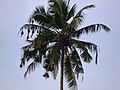 Goa, India 31 Coconut tree with bird's nests.jpg