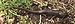 Northwestern Salamander (Ambystoma gracile).jpg