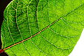 Backlit green poinsettia leaf.jpg