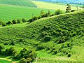 Landform near Alton Priors - geograph.org.uk - 834272.jpg