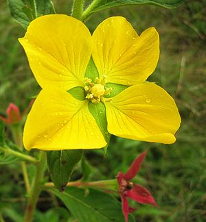 Near Orosí, Costa Rica. After the flower has shed its leaves, it changes to the 'flower' below it (which confused me at first - two different flowers on the same plant?)