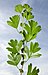(MHNT) Crataegus monogyna - Leaves and stipules.jpg