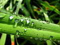 Drops And Sunshine (245094910).jpg