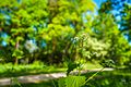 Fauna at Zombieskogen, Västertorp (Stockholm) - panoramio.jpg