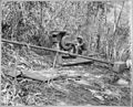 "34th CBs working on purification of their water supply at Solomon Islands.", ca. 08-1945 - NARA - 520640.jpg