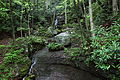 Waterfall-hawks-nest-trail - West Virginia - ForestWander.jpg