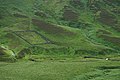 A sheepfold below Kapleston Hill - geograph.org.uk - 873384.jpg