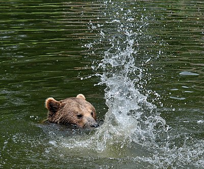 Brown Bear bathing