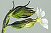 (MHNT) Silene latifolia - Bud and flower.jpg