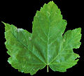 Acer pseudoplatanus scanned leaf fron side.jpg