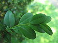 Buxus sempervirens IMG 0980.JPG