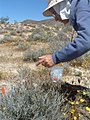 UCLA researcher with Lane Mountain Milk Vetch (13891106311).jpg