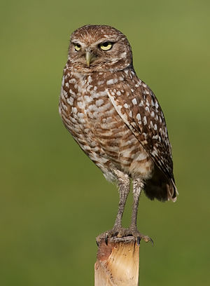 A burrowing owl on the lookout