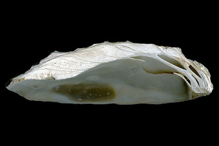 Ostrea edulis cross section of the shell